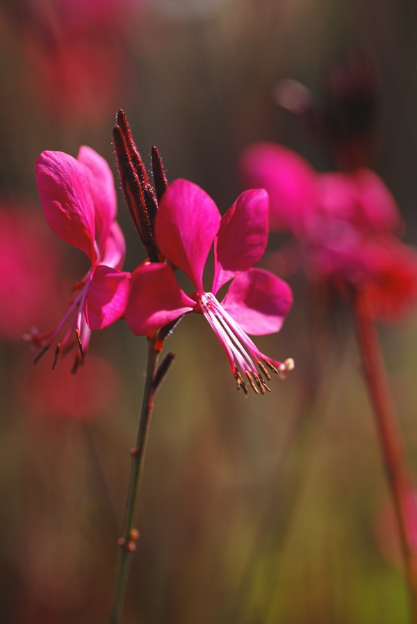 Gaura Flowers In Pink by Joy Watson